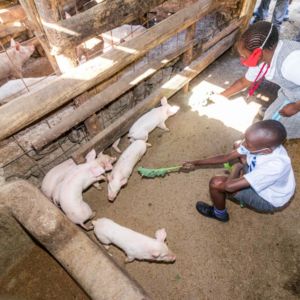 Pupils intearct with pigs in the school farm.