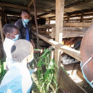 Pupils on a practical agriculture lesson, feed cows, with the guidance of their teacher.